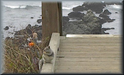 Squirrel eating a cracker